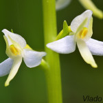 Platanthera bifolia - Vemenník dvojlistý IMG_0669