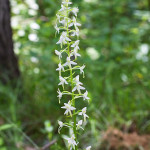 Platanthera bifolia - Vemenník dvojlistý IMG_0735