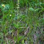 Platanthera bifolia - Vemenník dvojlistý IMG_1186