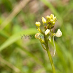 Platanthera bifolia - Vemenník dvojlistý IMG_1336