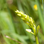 Platanthera bifolia - Vemenník dvojlistý IMG_1337