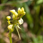 Platanthera bifolia - Vemenník dvojlistý IMG_1340
