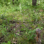 Platanthera bifolia - Vemenník dvojlistý IMG_1376