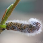 Salix purpurea - Vŕba purpurová 114838