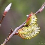 Salix purpurea - Vŕba purpurová IMG_6386