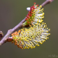 Salix purpurea - Vŕba purpurová IMG_6388