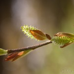 Salix purpurea - Vŕba purpurová IMG_8671