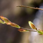 Salix purpurea - Vŕba purpurová IMG_8672