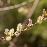 Salix purpurea - Vŕba purpurová IMG_8680