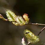 Salix purpurea - Vŕba purpurová IMG_8681