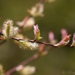 Salix purpurea - Vŕba purpurová IMG_8682