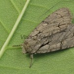 Acronicta tridens - Mramorovka marhuľová 083051