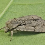 Acronicta tridens cf - Mramorovka marhuľová 084336