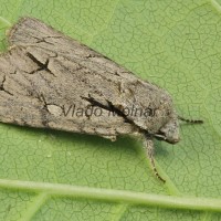 Acronicta tridens cf - Mramorovka marhuľová 085119