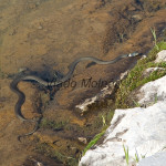 Natrix natrix - Užovka obojková