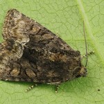 Oligia versicolor cf - Sivkavec pestrý 134528