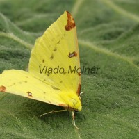 Opisthograptis luteolata - Listnatka hlohová 193622