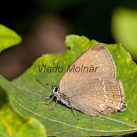 Satyrium ilicis - Ostrôžkár cezminový IMG_2625