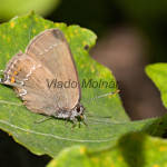 Satyrium ilicis - Ostrôžkár cezminový IMG_2626