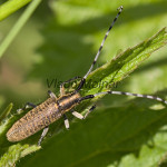 Cerambycidae