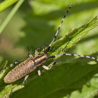 Agapanthia villosoviridescens - Vrzúnik úzkoštíty IMG_8216