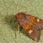 Amphipoea fucosa, A. lucens, A. oculea - Sivkavec úhorový, S. rašeliniskový, S. poľný 23-00-34