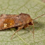 Amphipoea fucosa, A. lucens, A. oculea - Sivkavec úhorový, S. rašeliniskový, S. poľný 23-02-24