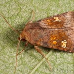 Amphipoea fucosa, A. lucens, A. oculea - Sivkavec úhorový, S. rašeliniskový, S. poľný 23-05-33