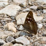 Apatura ilia - Dúhovecc menší IMG_1613