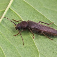 Arhopalus rusticus -Fúzač hnedý 140420