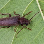 Arhopalus rusticus -Fúzač hnedý 141209