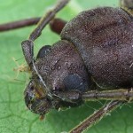 Arhopalus rusticus -Fúzač hnedý 142345a