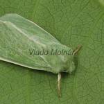 Calamia tridens  - Sivkavec zelený 174625