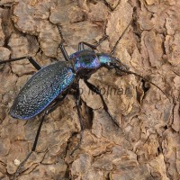 Carabus intricatus - Bystruška vráskavá 180507