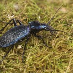 Carabus intricatus - Bystruška vráskavá 20-06-13