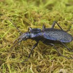 Carabus intricatus - Bystruška vráskavá 20-13-06