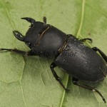 Dorcus parallelipipedus - Roháčik obyčajný 182323