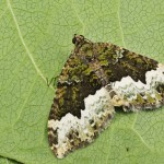 Euphyia biangulata - Piadivka dvojzúbková 203549