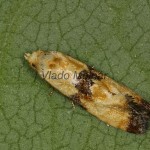 Eupoecilia angustana - Obaľovač dúškový 20-16-01