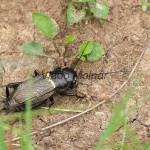 Gryllus campestris - Cvrček poľný IMG_7059