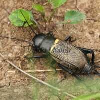 Gryllus campestris - Cvrček poľný IMG_7061