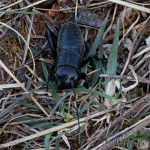 Gryllus campestris - Svrček poľný 16-54-03