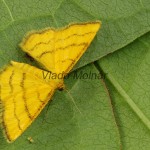 Idaea aureolaria - Piadica zlatožltá 183425