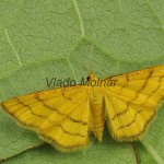 Idaea aureolaria - Piadica zlatožltá 183958