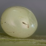 Nonagria typha - Sivkavec pálkový 13-46-01v