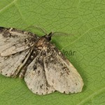 Parascotia fuliginaria - Pamora riasová 165123