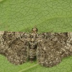 Pasiphila rectangulata cf - Kvetnatka sadová 195121