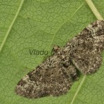 Pasiphila rectangulata cf - Kvetnatka sadová 195437