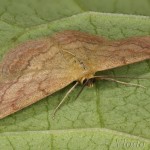 Scopula rubiginata - Piadica nachová 18-25-01