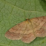 Scopula rubiginata - Piadica nachová 18-26-20